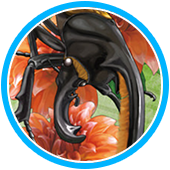 甲虫王者ムシキング